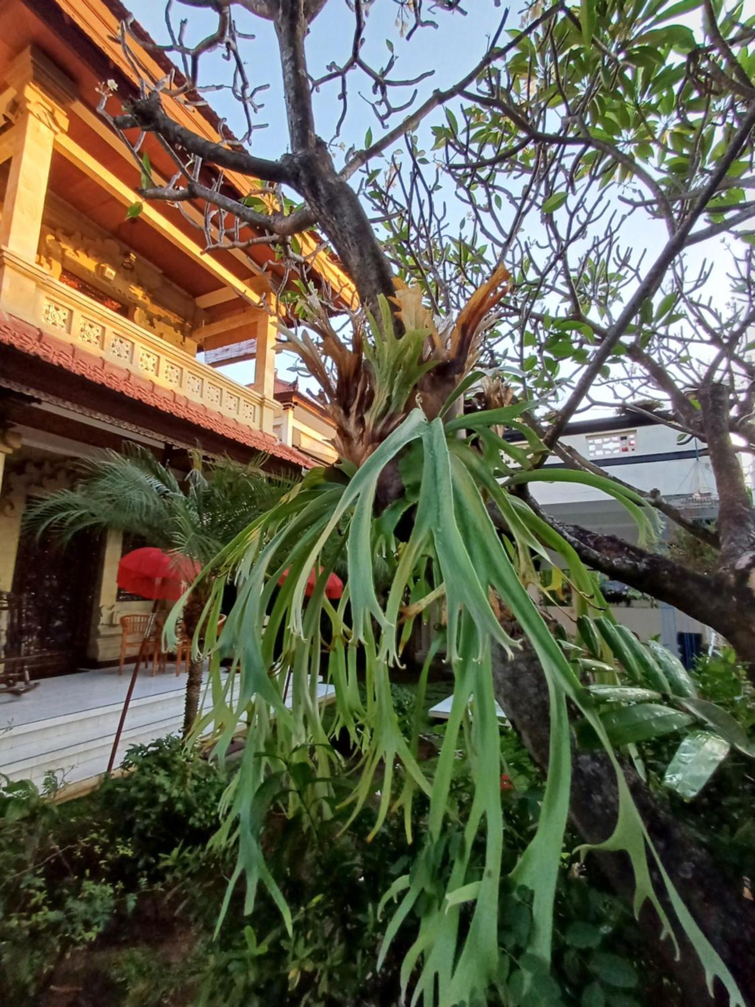Balinda Rooms & Villa 러비나 객실 사진